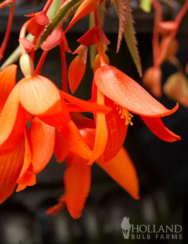 Menu Santa Cruz Begonia - Image 3