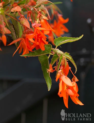 Menu Santa Cruz Begonia - Image 4