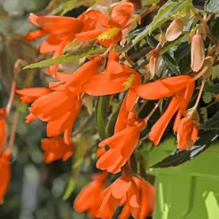 Menu Santa Cruz Begonia