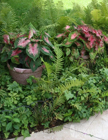 Menu Blazing Scarlet Shade Planter Collection - Image 9