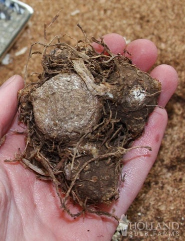 Menu Blazing Scarlet Shade Planter Collection - Image 13