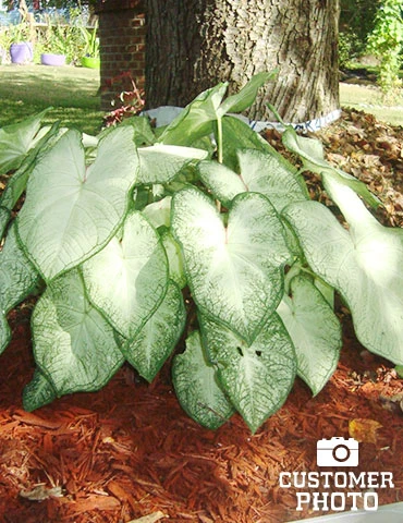 Menu Blazing Scarlet Shade Planter Collection - Image 12