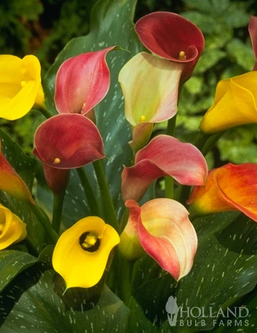 Menu Hybrid Calla Lilies Mixed Value Bag - Image 2