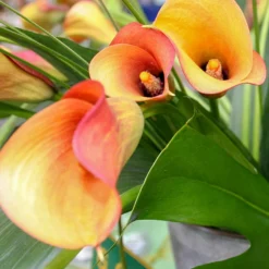 Menu Flame Calla Lilies