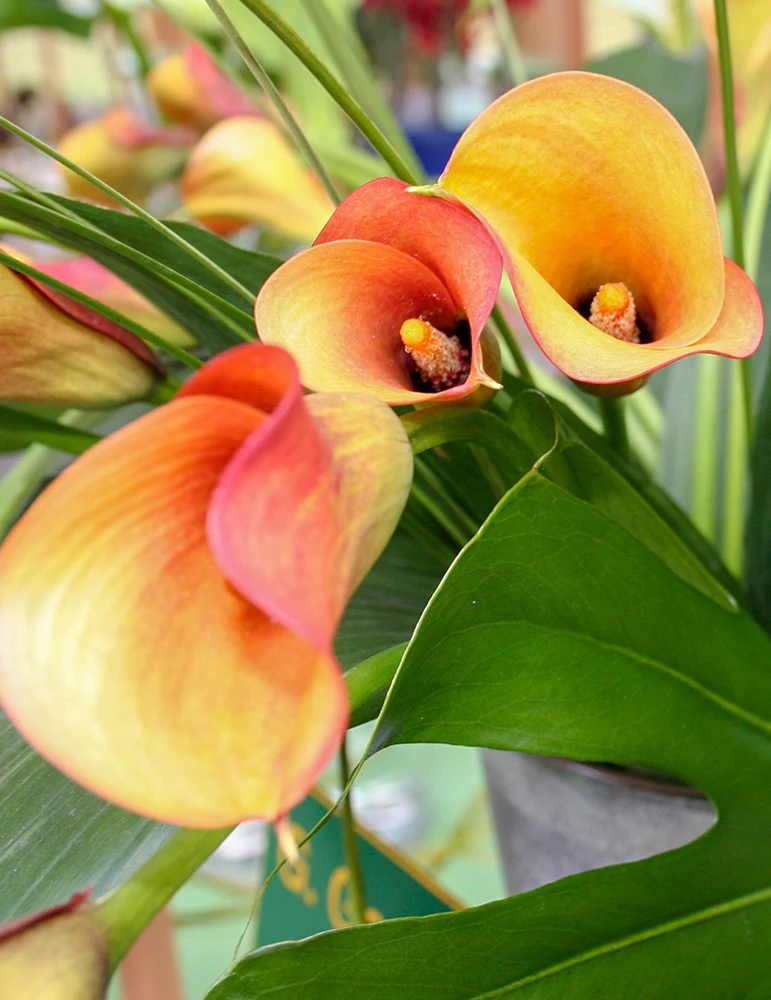 Menu Flame Calla Lilies