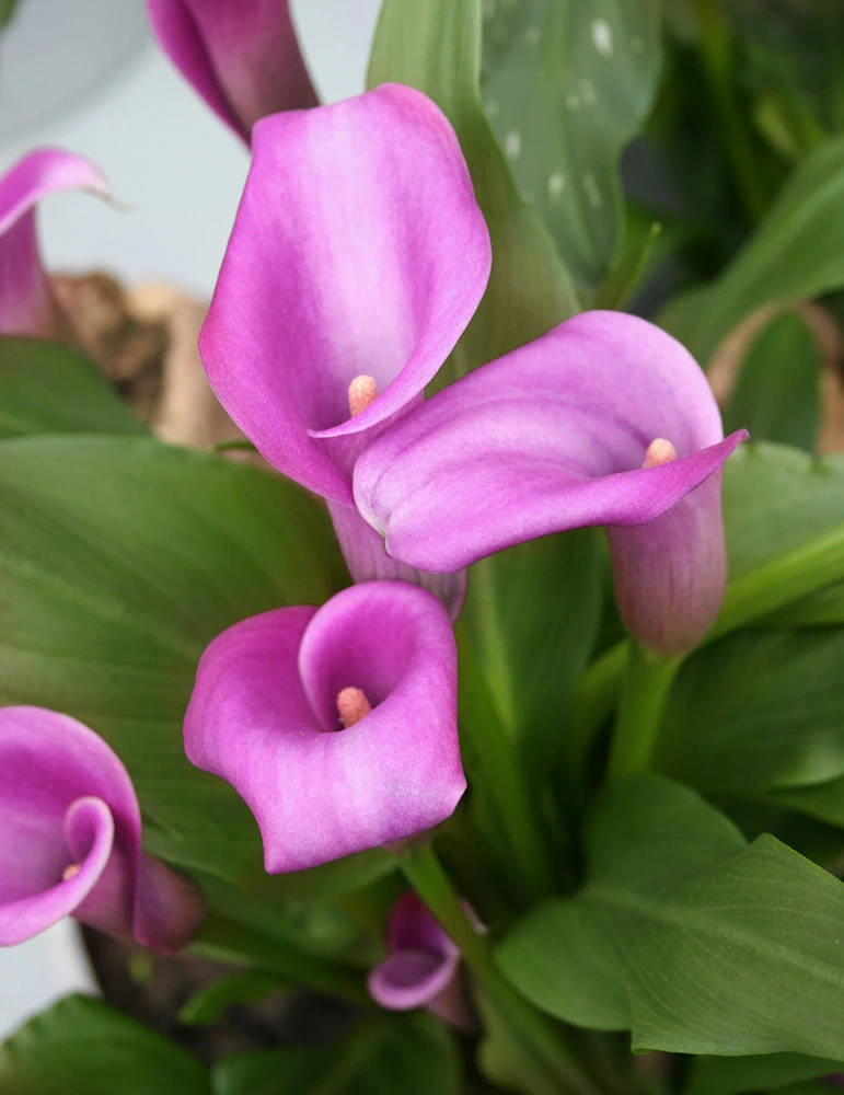 Menu Lavender Gem Calla Lilies - Image 4