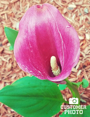 Menu Crystal Clear Calla Lily Collection - Image 3