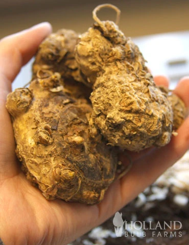 Menu A Lady's Favorite Calla Collection - Image 4