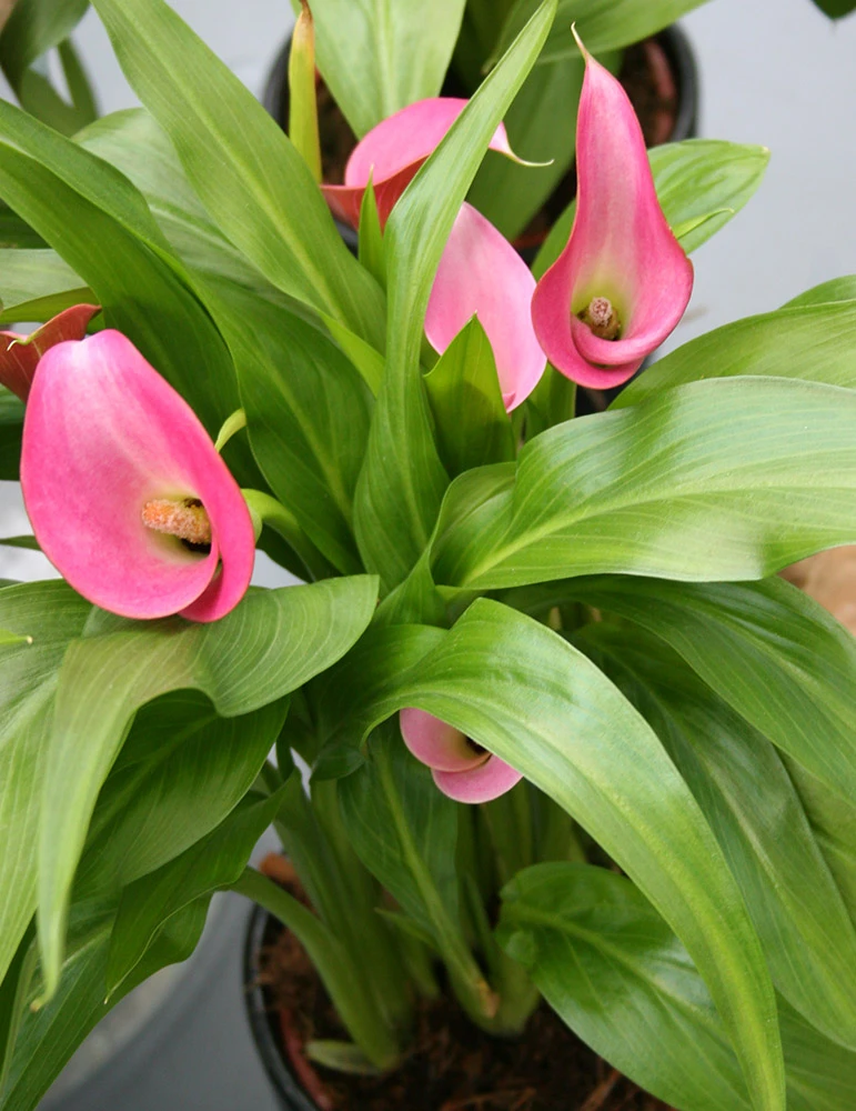 Menu Crystal Clear Calla Lily Collection - Image 7