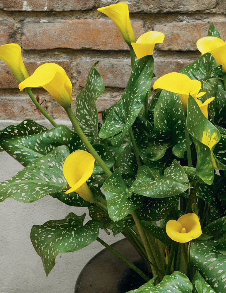 Menu Juicy Fruit Calla Collection - Image 10