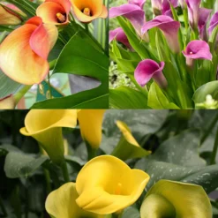 Menu Juicy Fruit Calla Collection