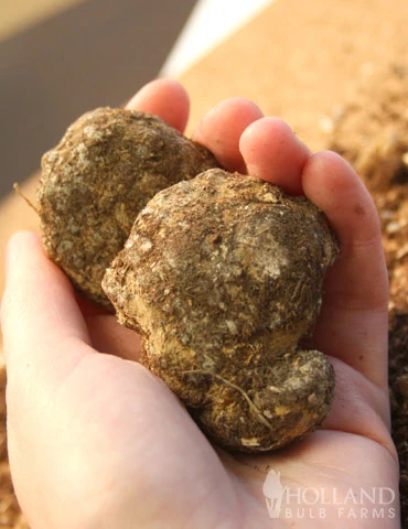 Menu Deluxe Exclusive Calla Combo - Image 2