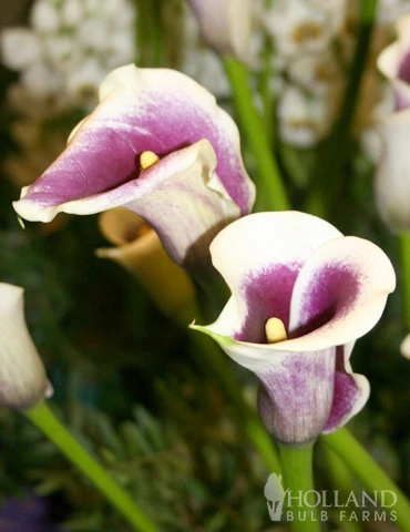 Menu Deluxe Exclusive Calla Combo - Image 3