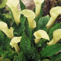 Menu Albomaculata Calla Lily