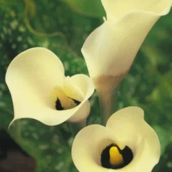 Menu Black Eyed Lady Calla Lily