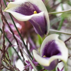 Menu Picasso Calla Lily