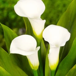 Menu Crystal Clear Calla Lily