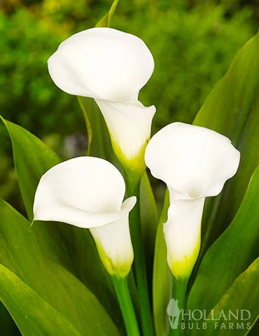 Menu Crystal Clear Calla Lily