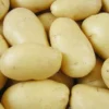 Menu Mega Chip White Seed Potatoes (Kennebec)