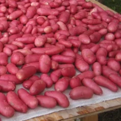 Menu Rose Finn Fingerling Potatoes