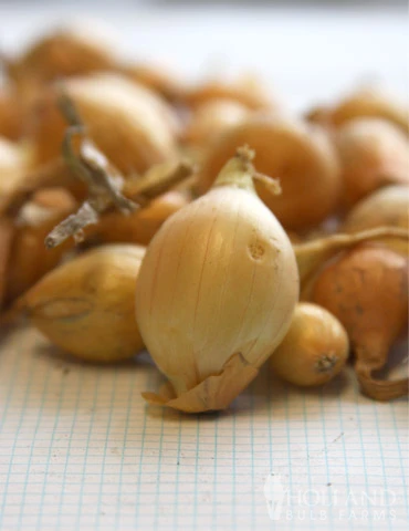 Menu Stuttgarter Yellow Onion Sets - Image 2