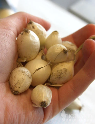 Menu Ebenezer White Onion Sets - Image 2