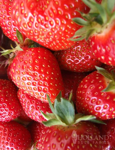 Menu Strawberry Rhubarb Pie Collection - Image 2
