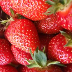 Menu All Star June-bearing Strawberry Plant