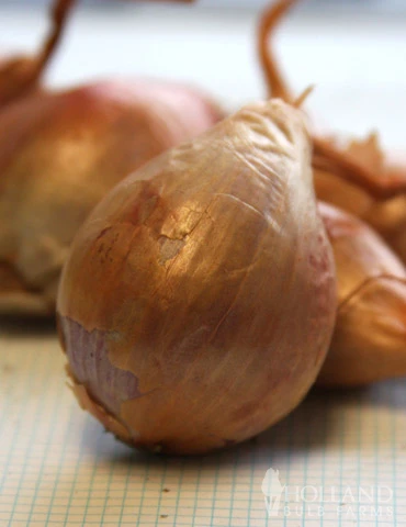 Menu Shallots - Image 2