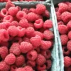 Menu Latham Red Raspberries Plant