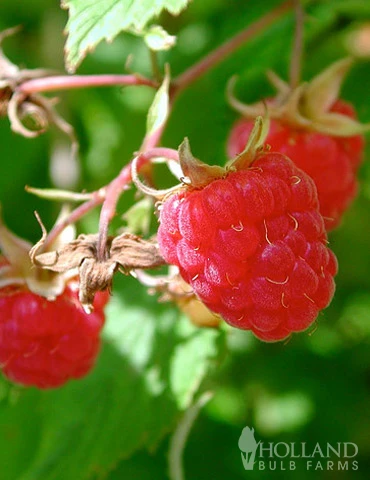 Menu Latham Red Raspberries Plant - Image 2