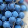 Menu Blue Concord Grape Plant
