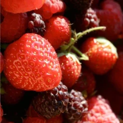 Menu The Berry Patch Collection