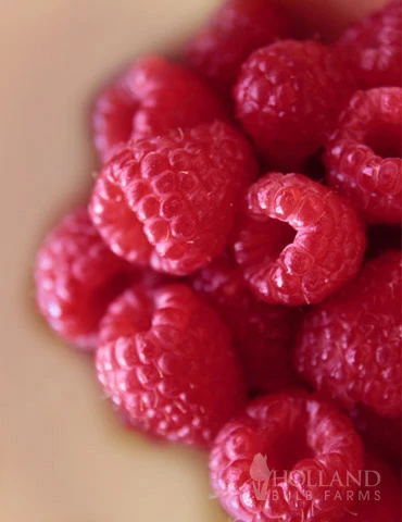 Menu The Berry Patch Collection - Image 4