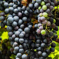 Menu Marquette Blue Grape