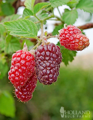 Menu Joan J Raspberry