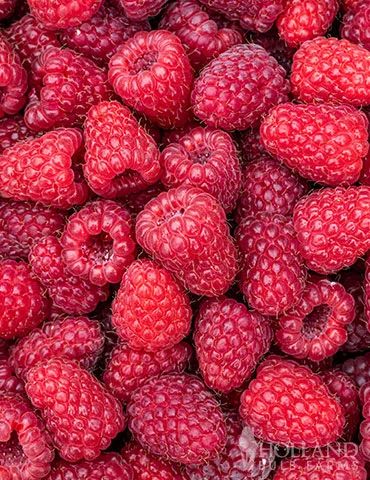 Menu Joan J Raspberry - Image 2