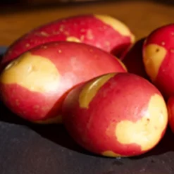 Menu Pinto Fingerling Potatoes