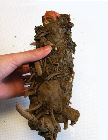 Menu Strawberry Rhubarb Pie Collection - Image 5