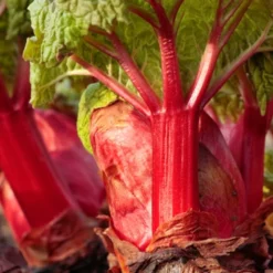Menu Crimson Red Rhubarb