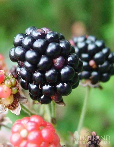 Menu Triple Crown Blackberry - Image 2