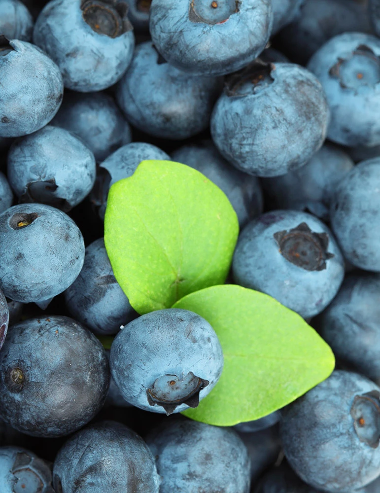 Menu Patriot Blueberry