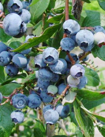 Menu Blueray Blueberry - Image 2