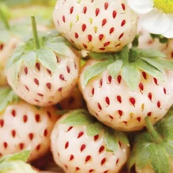 Menu Natural Albino Pineberry