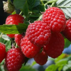 Menu Tula Magic Raspberry