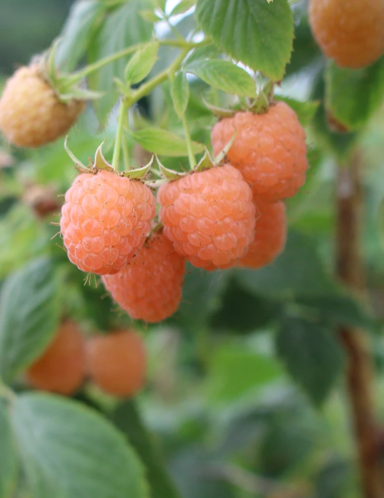 Menu Double Gold Raspberry