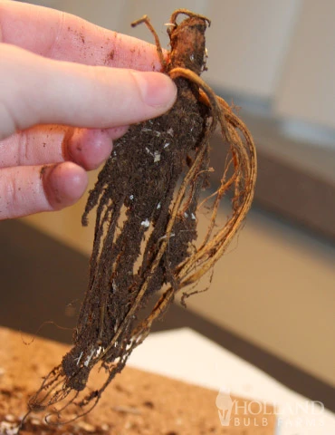 Menu Peppy Shade Garden Collection - Image 6