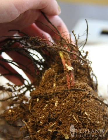 Menu Ferns & Begonias Collection - Image 11