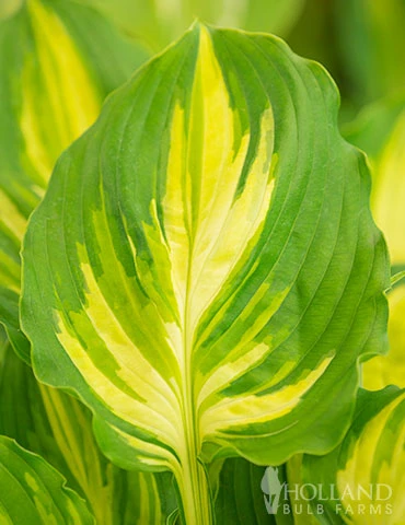 Menu Peppy Shade Garden Collection - Image 7