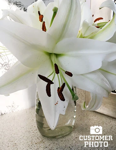 Menu Orienpet Lily Collection - Image 14